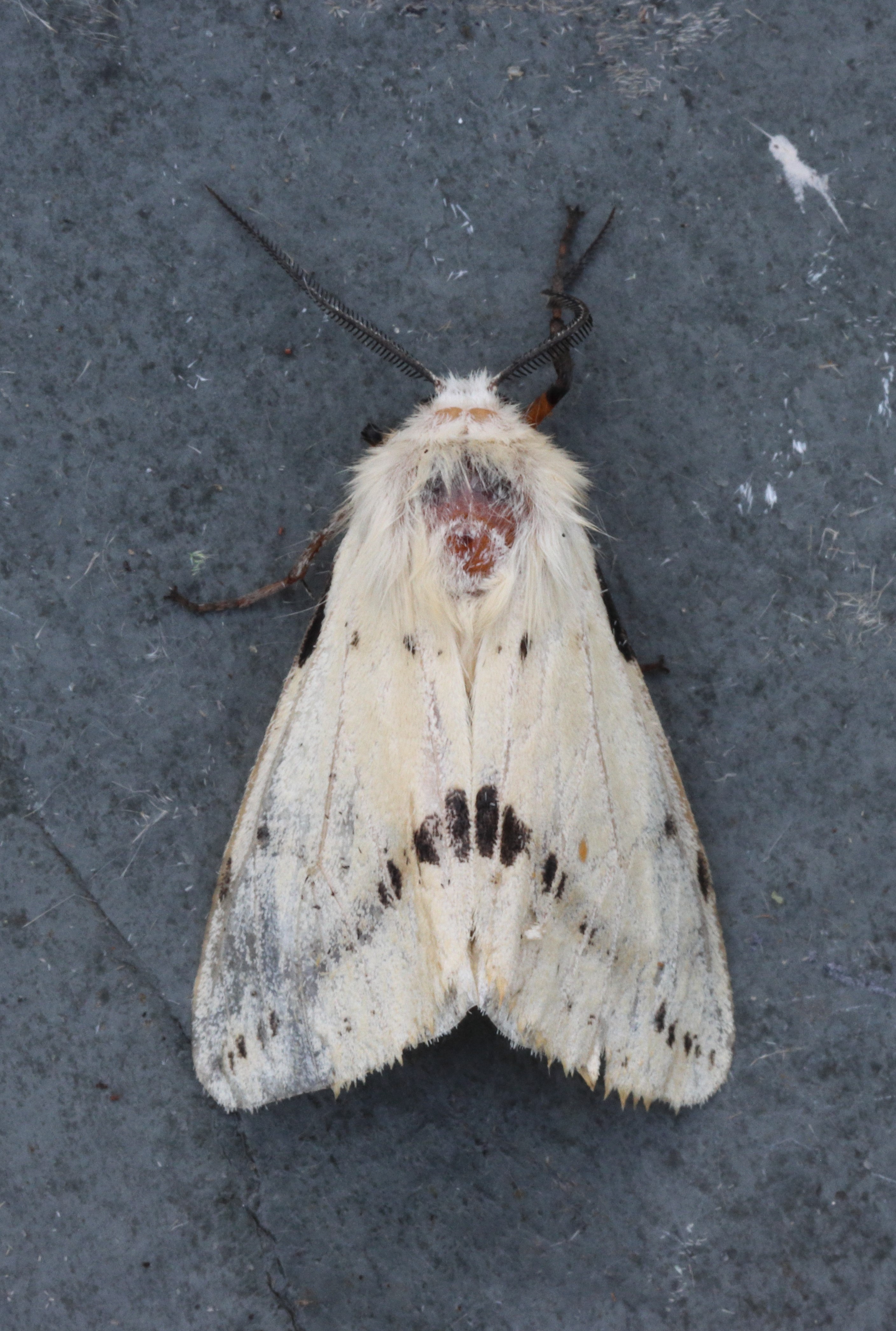 Photo of Buff Ermine (Spilosoma lutea)